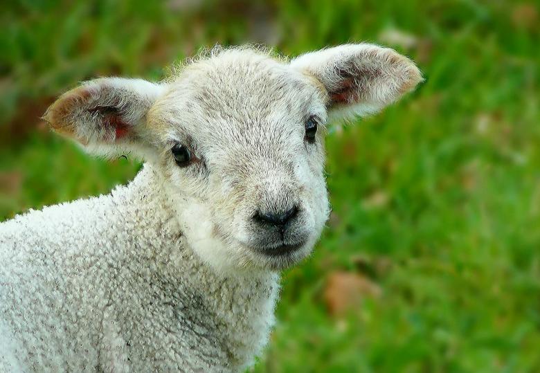 Free stock image of Sheep created by Pixabay
