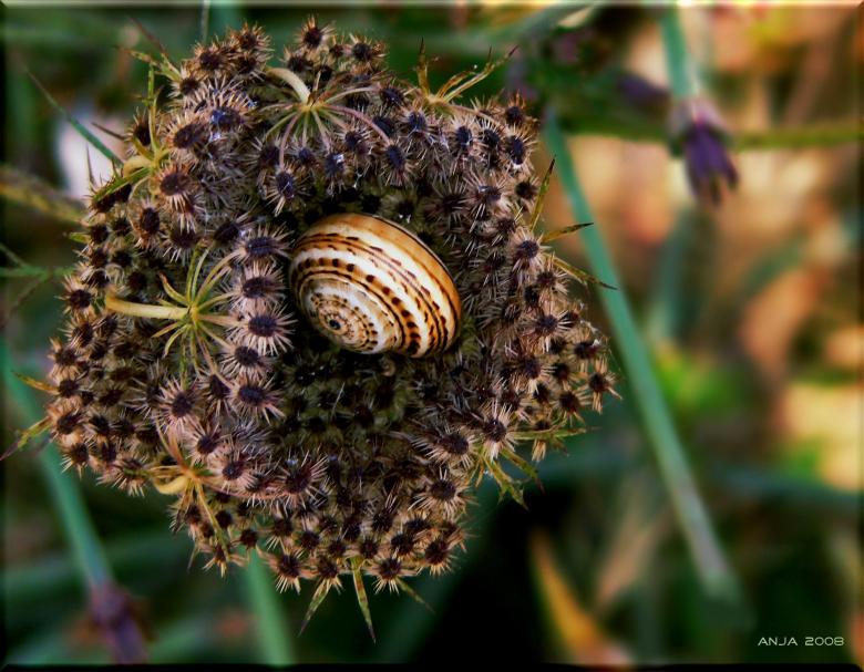 Free stock image of Snail created by Pixabay