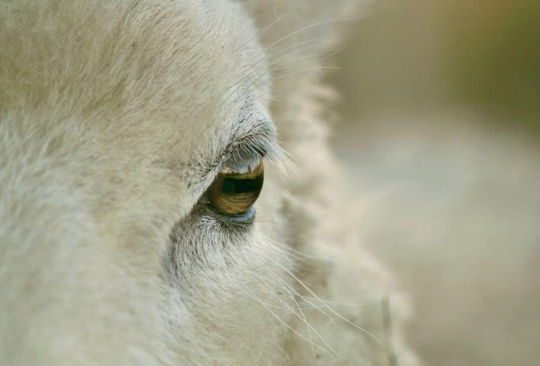 Free stock image of Goat created by Pixabay