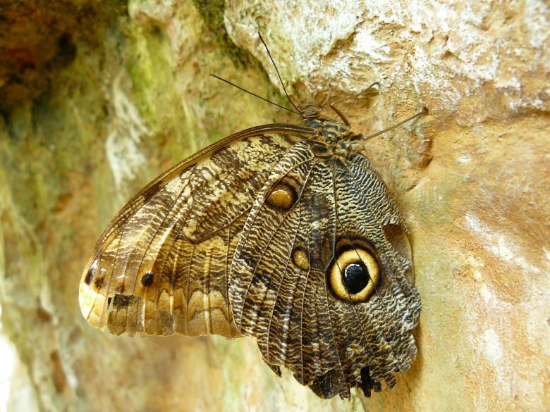 Free stock image of Butterfly created by Pixabay