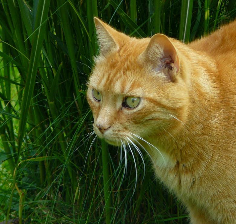 Free stock image of Cat created by Pixabay