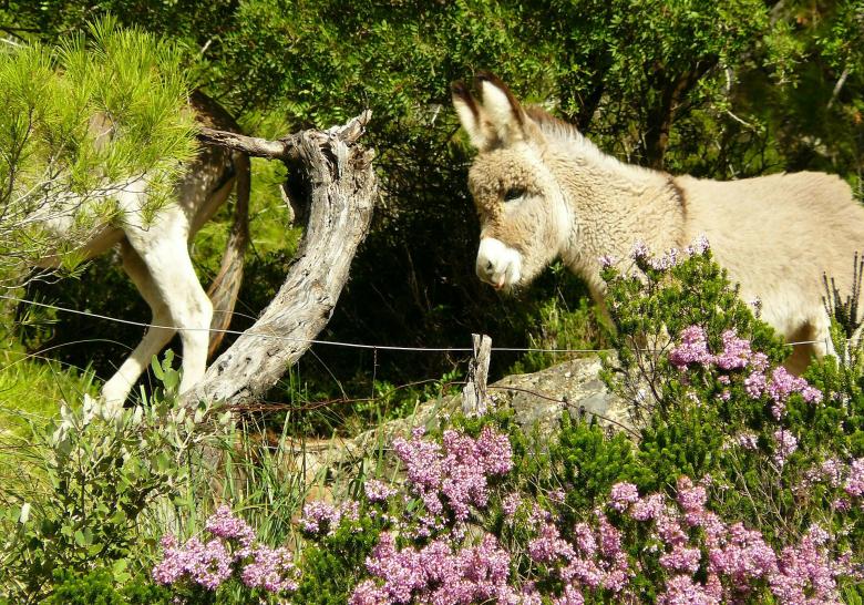 Free stock image of Donkey created by Pixabay