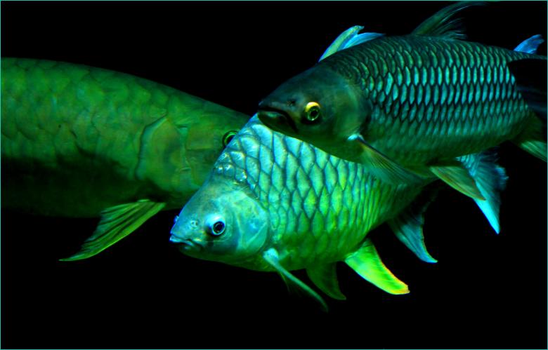 Free stock image of Fish created by Pixabay