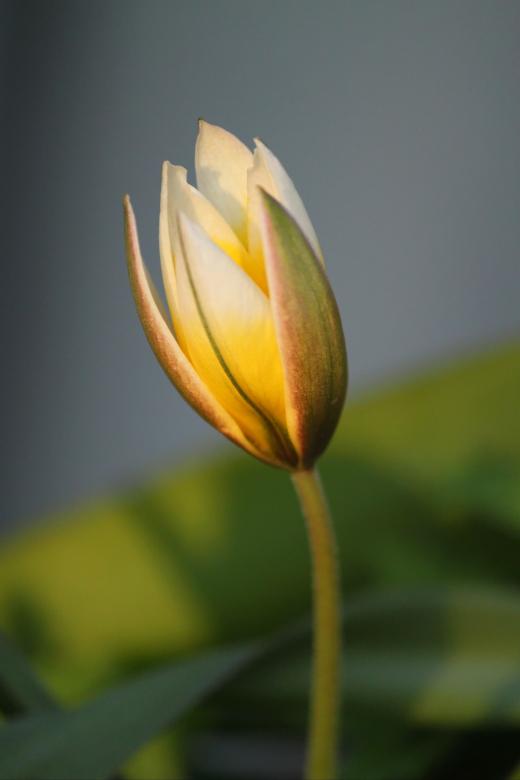 Free stock image of Beauty created by Pixabay