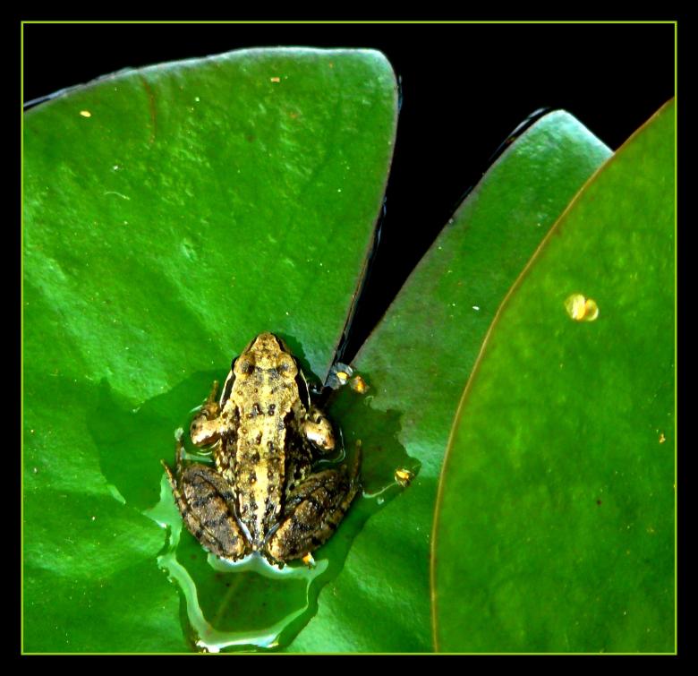 Free stock image of Frog created by Pixabay