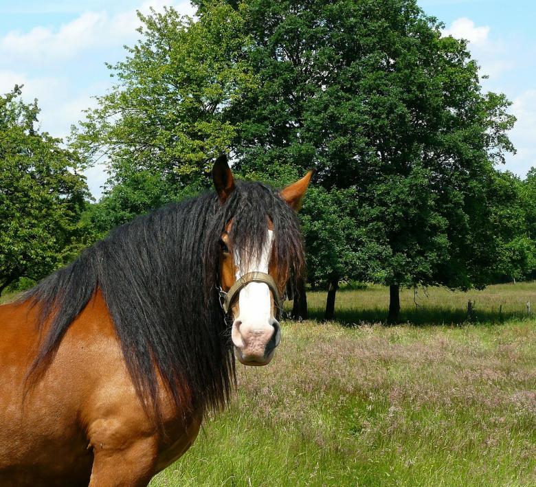 Free stock image of Horse created by Pixabay