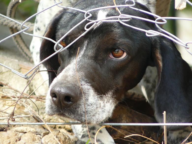 Free stock image of Dog created by Pixabay