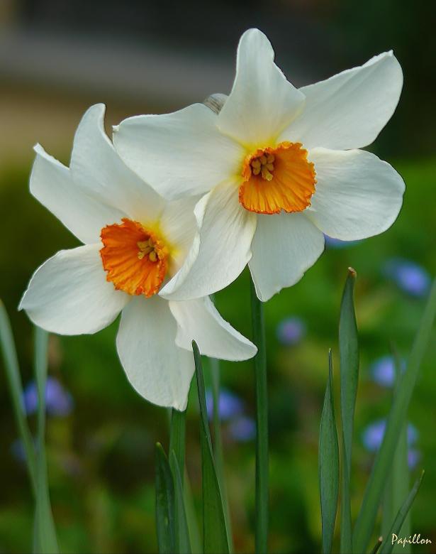 Free stock image of Flower created by Pixabay