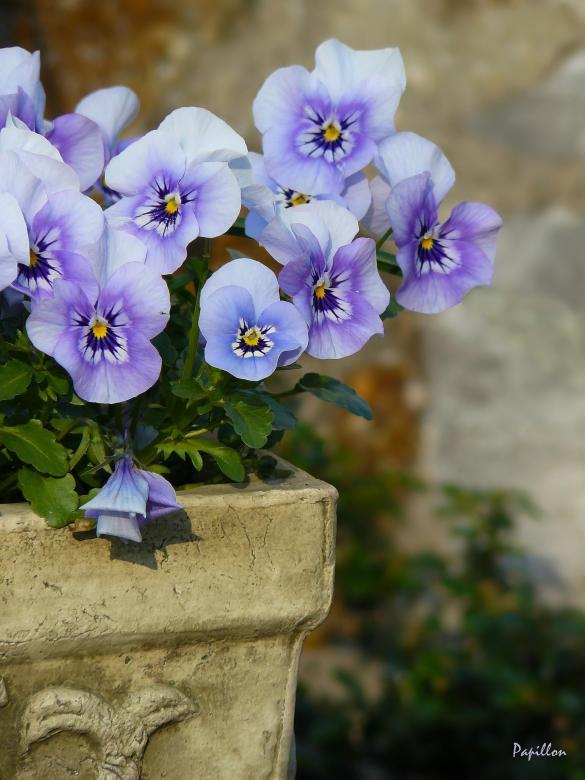 Free stock image of Flower created by Pixabay
