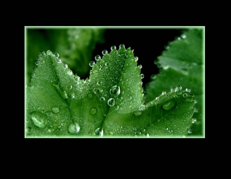Free stock image of Plant created by Pixabay