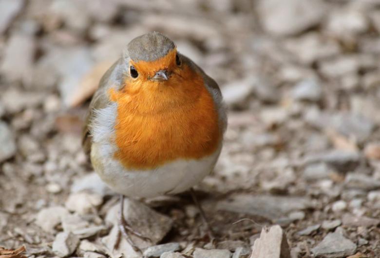 Free stock image of Bird created by Pixabay