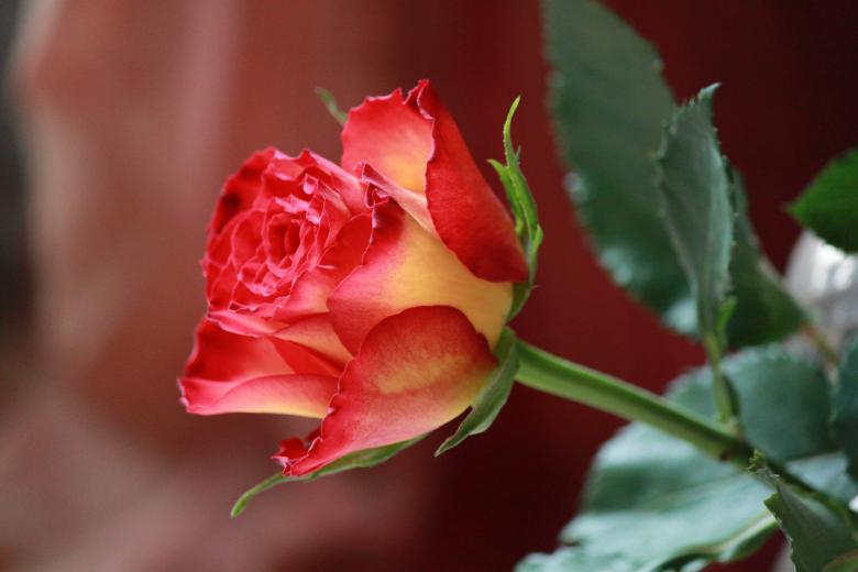 Free stock image of Rose created by Pixabay
