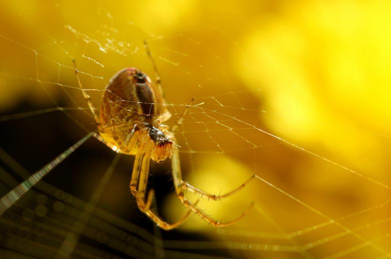 Free stock image of Spider created by Pixabay