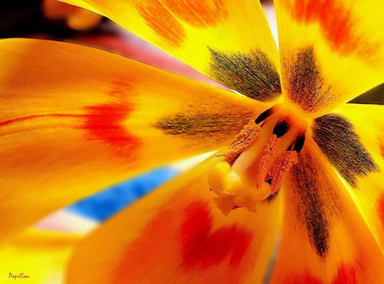Free stock image of Flower created by Pixabay