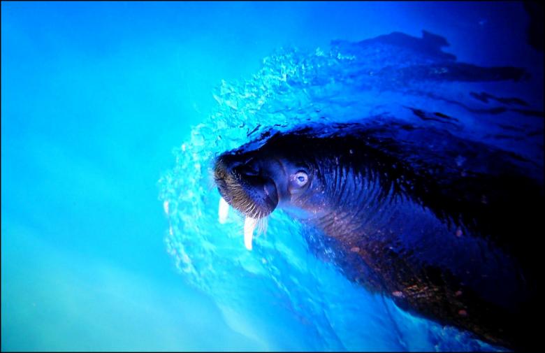 Free stock image of Fish created by Pixabay
