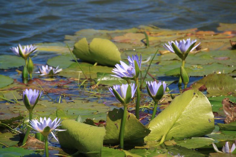 Free stock image of Flower created by Pixabay