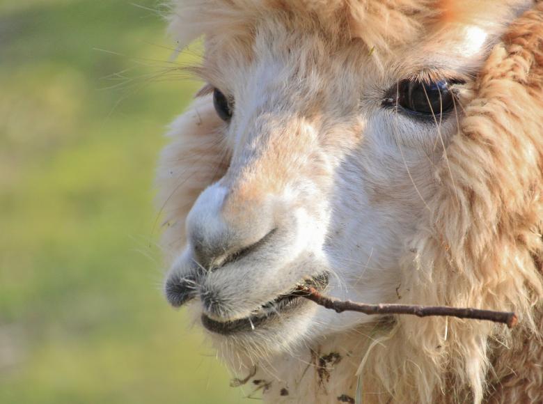 Free stock image of Alpaca created by Pixabay