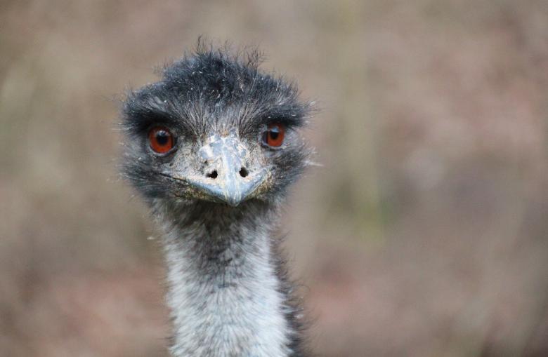 Free stock image of Ostrich created by Pixabay