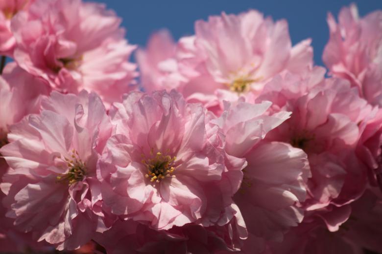 Free stock image of Pink Flowers created by Pixabay