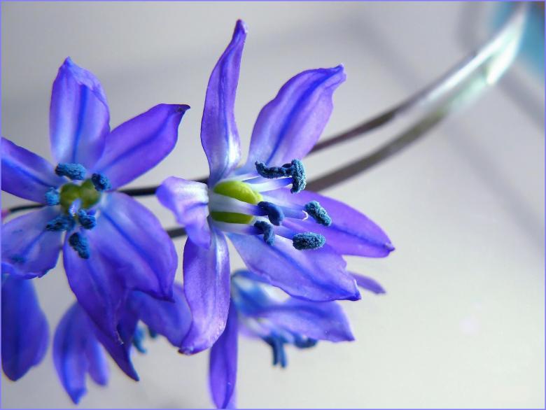 Free stock image of Blue Flowers created by Pixabay