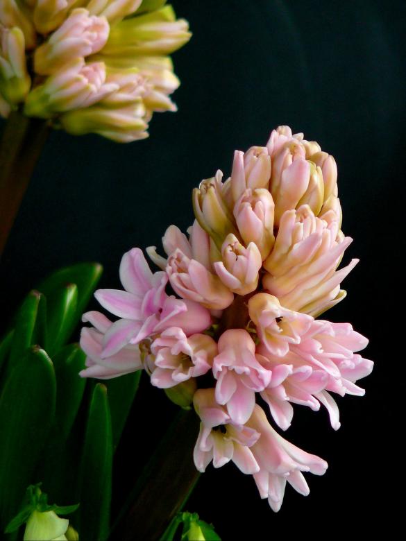 Free stock image of Blooming created by Pixabay