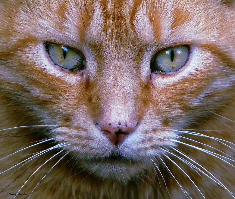 Free stock image of Animal created by Pixabay
