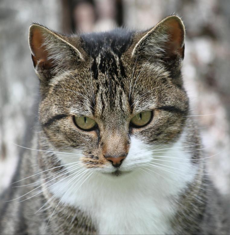 Free stock image of Cat created by Pixabay