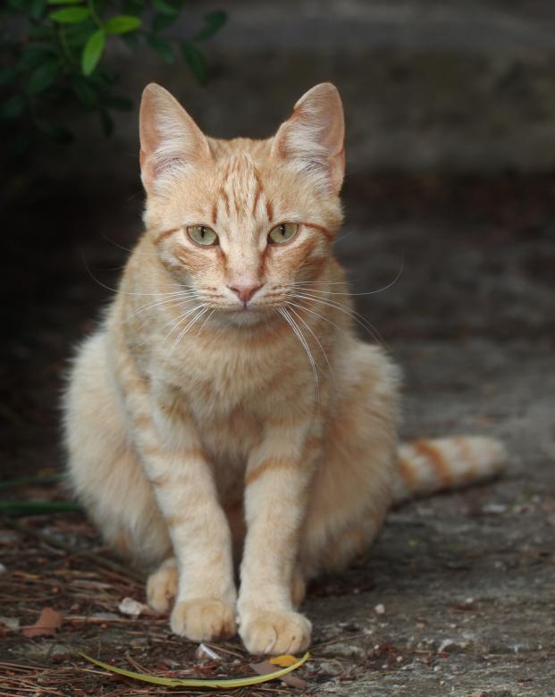Free stock image of Cat created by Pixabay
