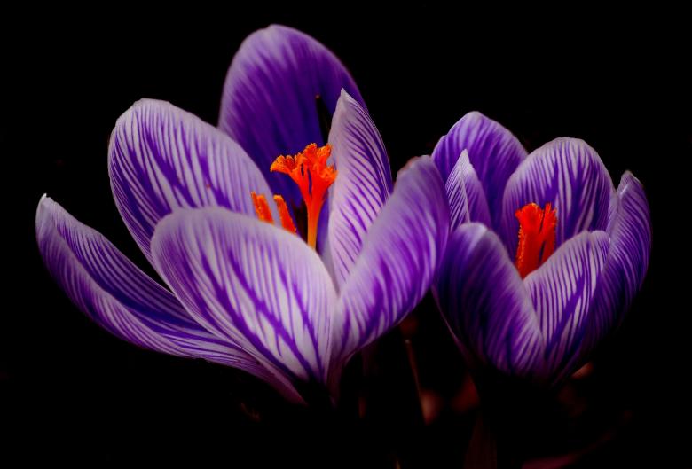Free stock image of Crocus created by Pixabay
