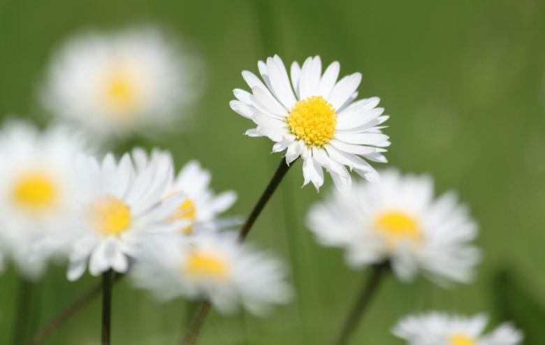 Free stock image of Daisy created by Pixabay