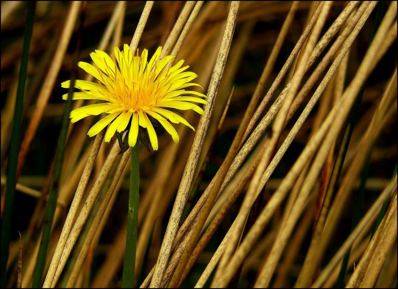 Free stock image of Dandelion created by Pixabay