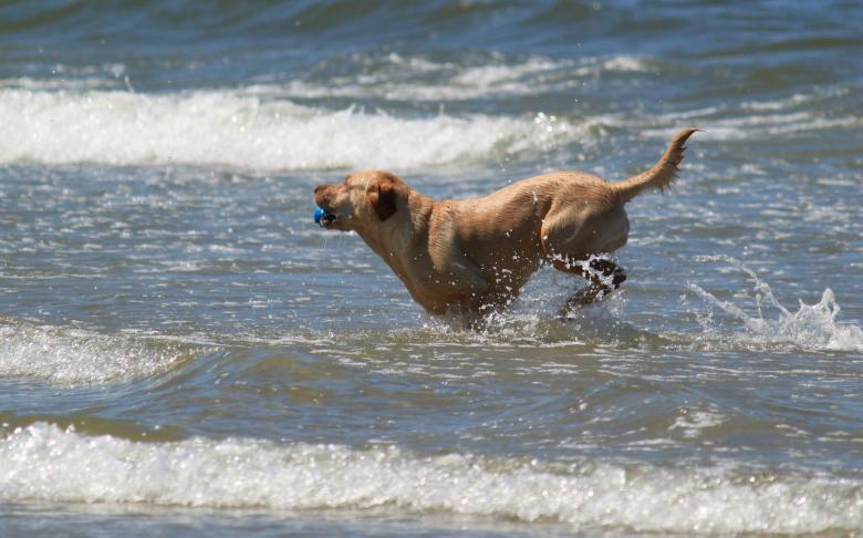 Free stock image of Pet created by Pixabay