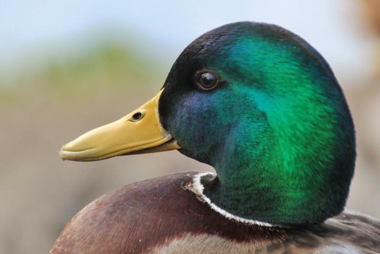 Free stock image of Duck created by Pixabay