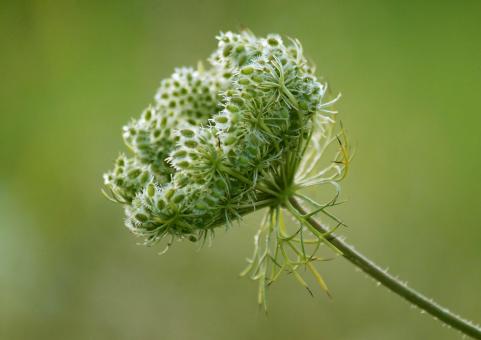Free Stock Photo of Nature