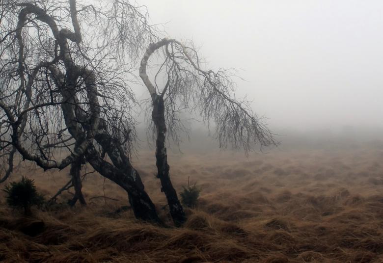 Free stock image of Fog created by Pixabay