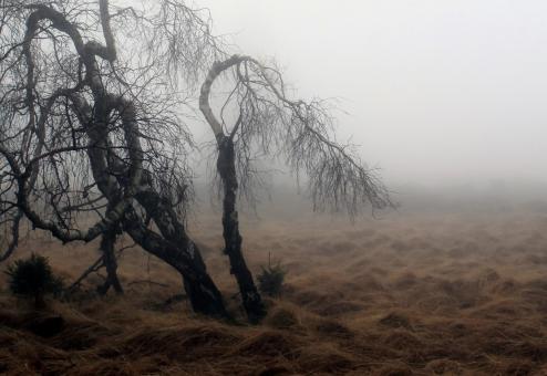 Fog - Free Stock Photo