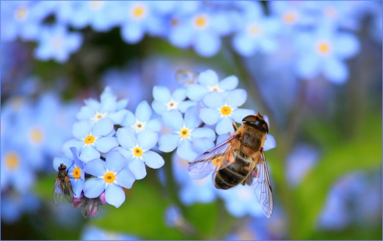 Free stock image of Nature created by Pixabay