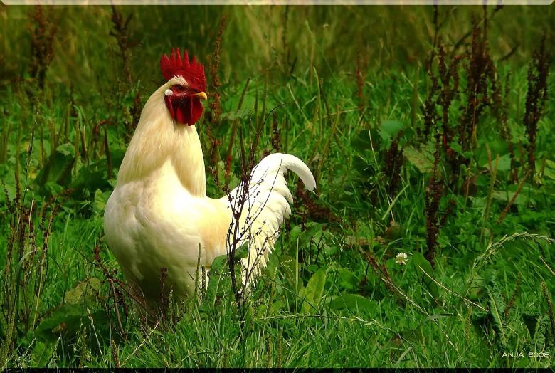 Free stock image of Hen created by Pixabay
