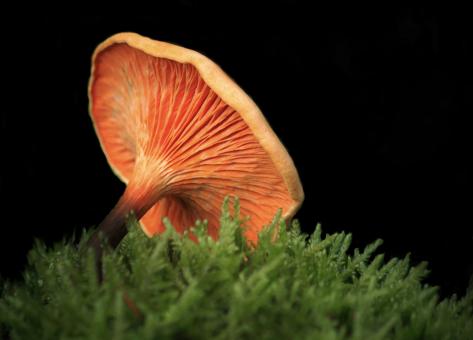 Free Stock Photo of Mushroom