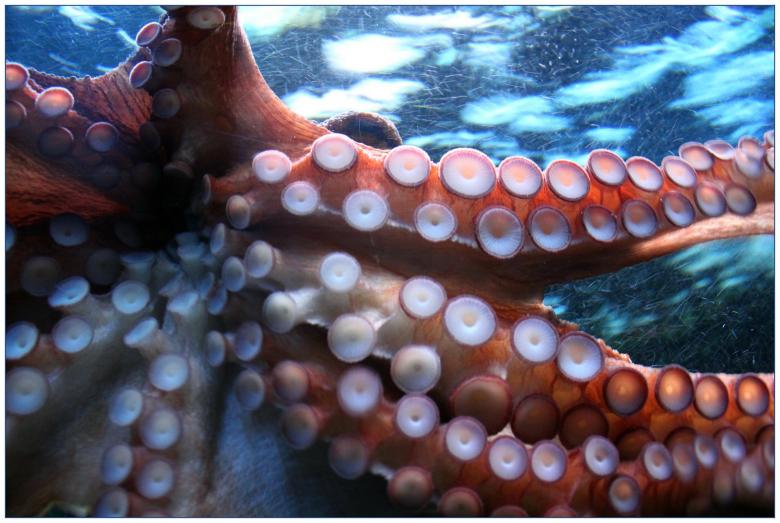 Free stock image of Octopus created by Pixabay