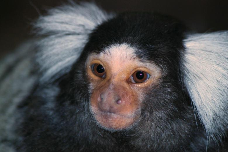 Free stock image of Monkey created by Pixabay