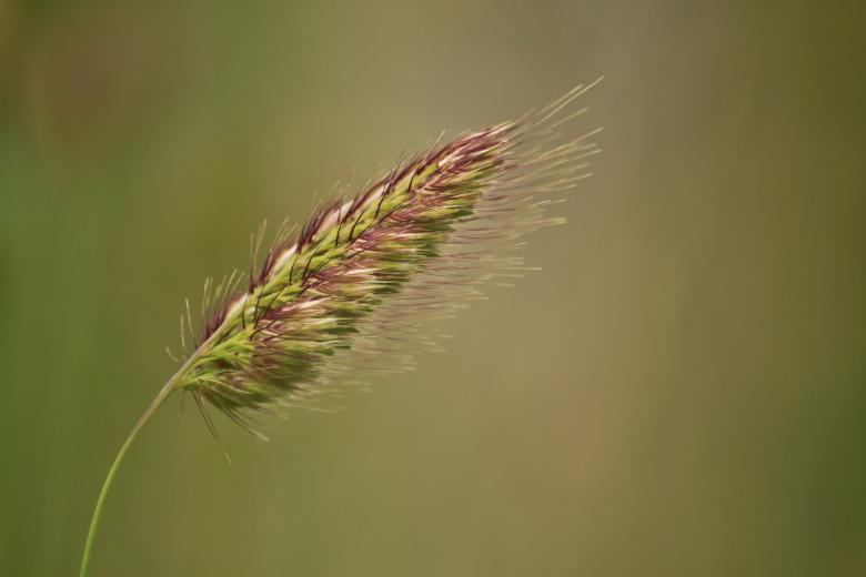 Free stock image of Plant created by Pixabay
