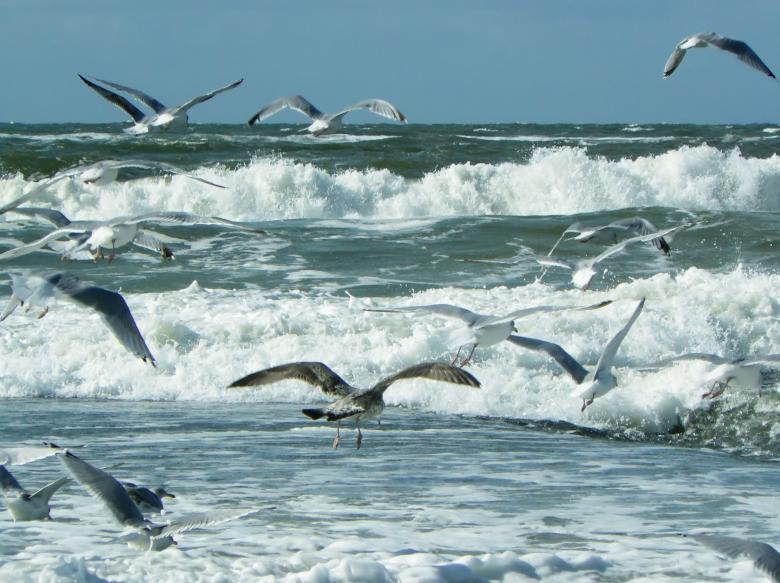 Free stock image of Birds on the Shore created by Pixabay