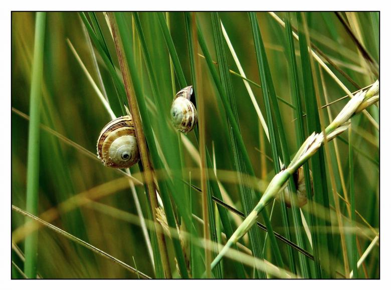 Free stock image of Snails created by Pixabay