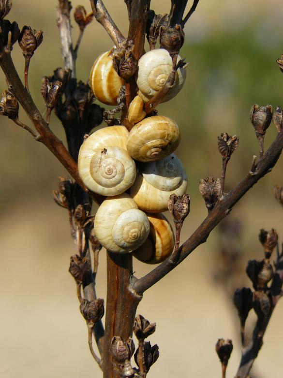 Free stock image of Snails created by Pixabay