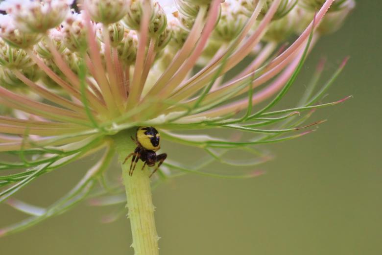 Free stock image of Spider under the Flower created by Pixabay