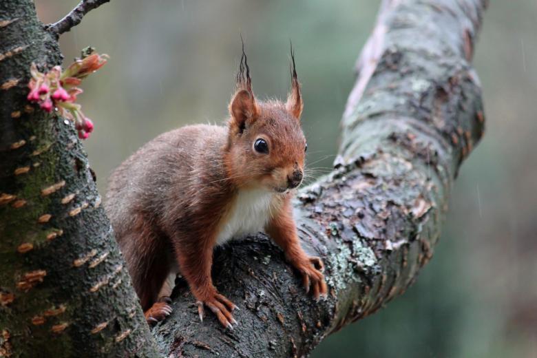 Free stock image of Squirrel created by Pixabay