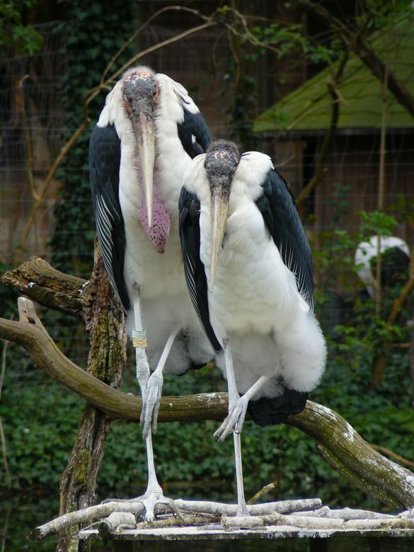 Free stock image of Vulture created by Pixabay