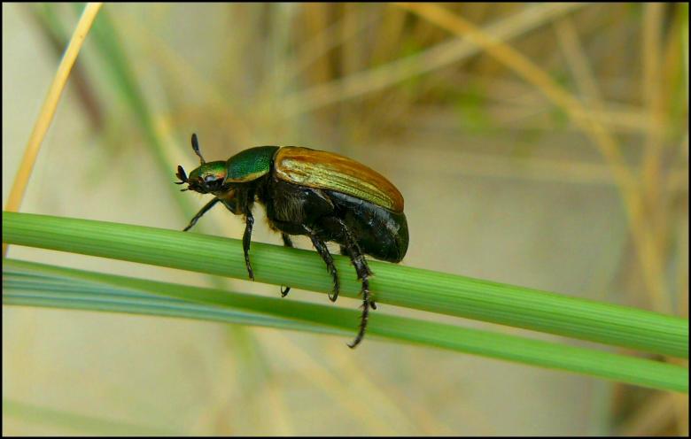 Free stock image of Insect created by Pixabay