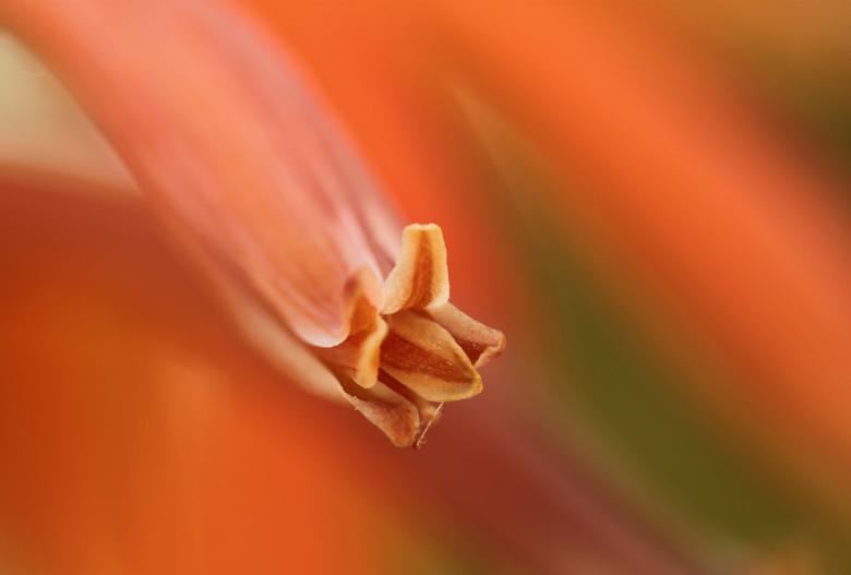 Free stock image of Flower created by Pixabay